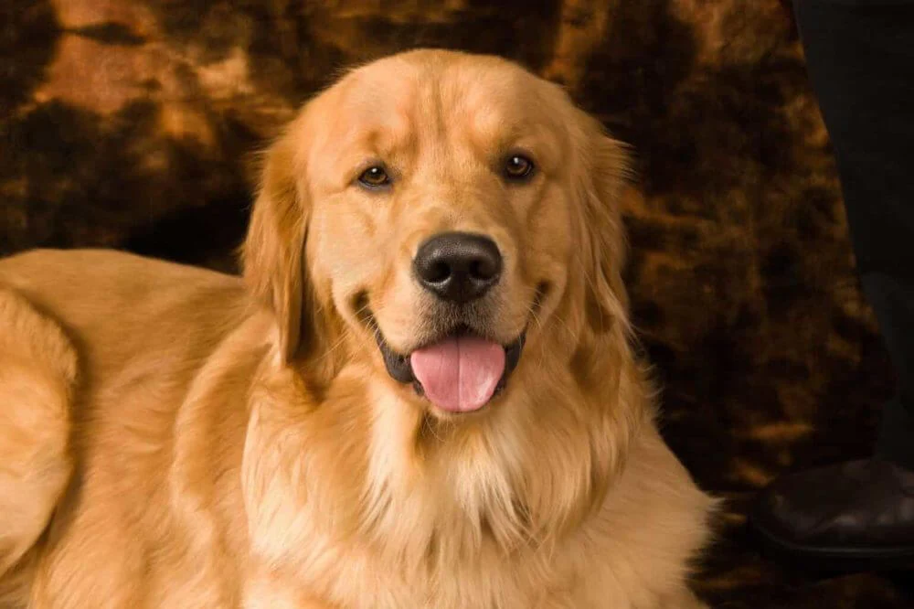 English Cream Golden Retriever